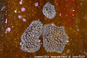 Helcion Patella pellucidum Diplosoma listerianum Synascidie transparente tuni-Ouessant Bougezen-14m-20240820-da-DSC_8874_tn